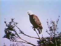 Baldeagle