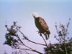 Baldeagle