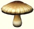 Anti-hiccupfungus.jpg