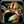 Ability hunter pet crab.png