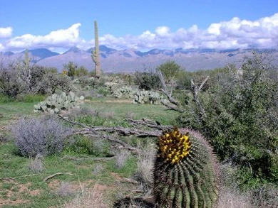 Saguaro1.JPG