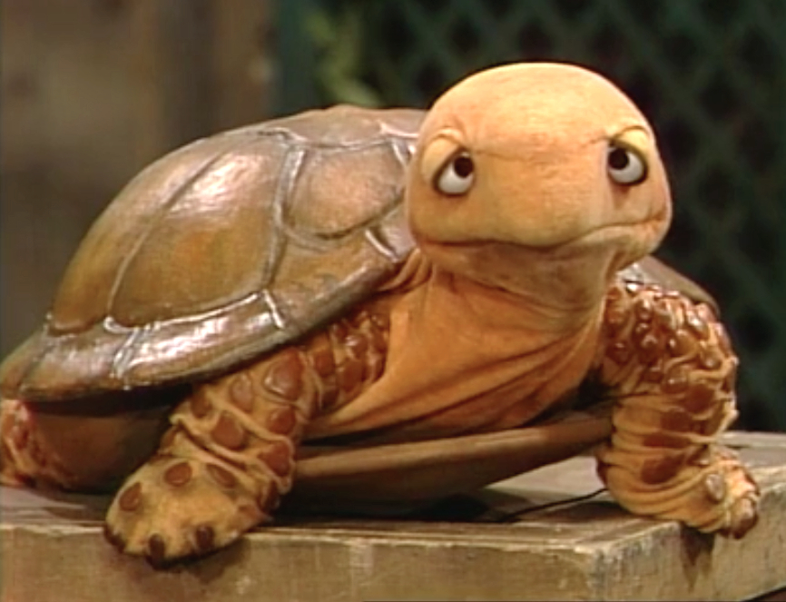 Shelleyturtle