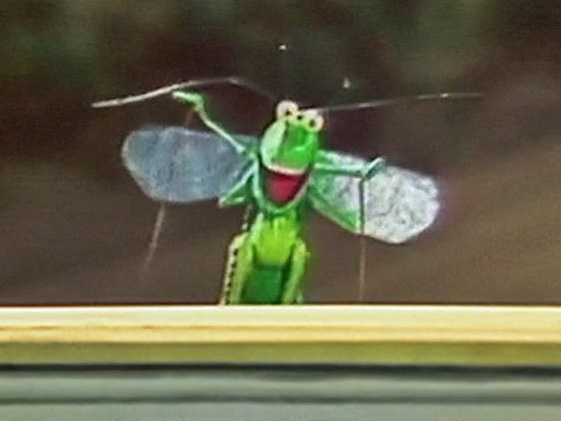 Grasshopper