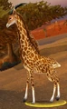 Barrens Giraffe.jpg
