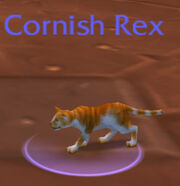 Cornish rex