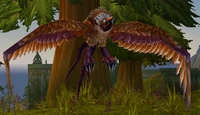 Image of Mountain Buzzard
