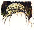 Treetick-ISWU.jpg