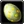 Inv egg 02