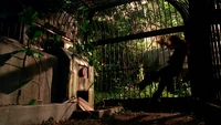 Sawyer's Cage