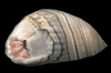 Maggot