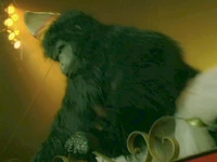 Mirrormaskgorilla