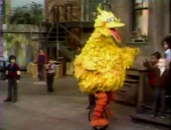 BigBird.unicycle