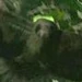 Hurley bird2.jpg