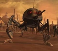 Dwarf Spider Dwarf.jpg