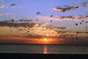 Sunset Birds Best
