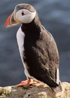 428px-Puffin2
