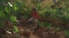 Plant2