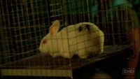 Bunny.jpg