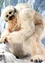 SkywalkerWampa