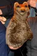 PuppetUp Weasel