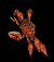 Spidercrab