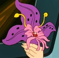 Capellan flower.jpg