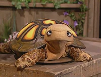 Seymour (turtle)