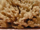 Sponge