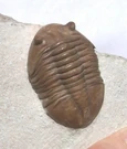 Asaphus
