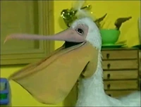 Pelican