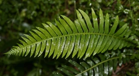 Fern