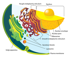 Endomembrane system diagram
