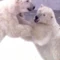 M-bears.jpg
