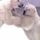 M-bears.jpg