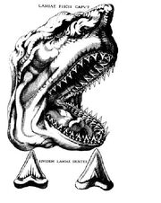 Steno shark