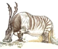 YavinRunyip.jpg