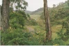 Bosque andino colombiano antioquia