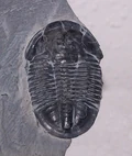 Asaphiscuswheelerii