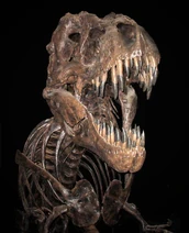 Trex edited