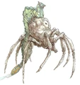 KnobbySpiderMorp-woswfg.jpg
