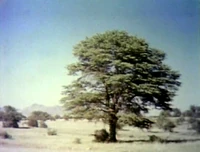 2477o.jpg