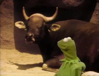 Kermitlecture--Horns.jpg