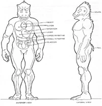 Homo lacertae physiology