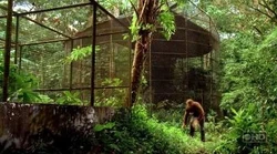 Cage1