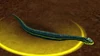 Adder