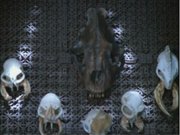 Hirogen trophy wall