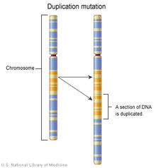 Chromosome duplication