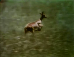 Film.Gazelle