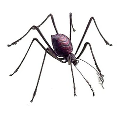 CVD Ginntho.jpg