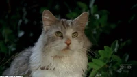 Gatanadia.jpg